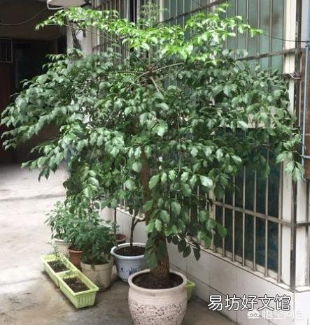 幸福树枝干发黑，一直不长新叶是什么原因呢？