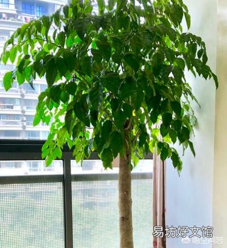幸福树枝干发黑，一直不长新叶是什么原因呢？
