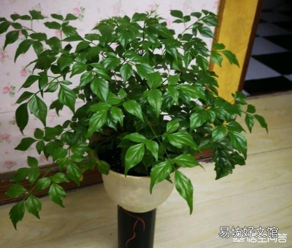 幸福树枝干发黑，一直不长新叶是什么原因呢？