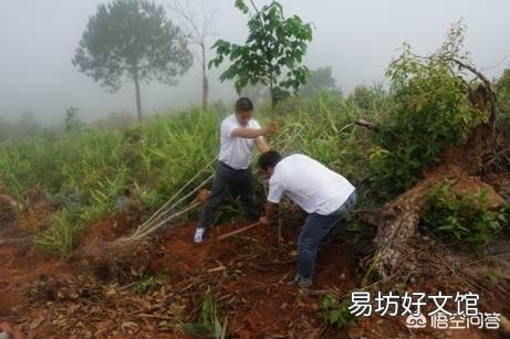 不开花的树木用什么肥料好？