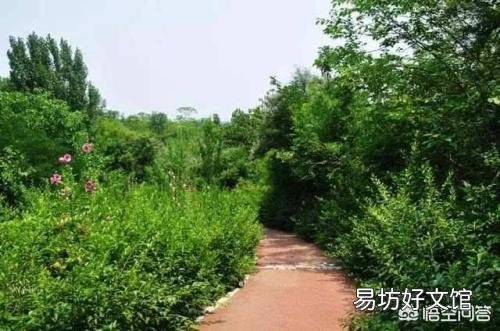 不开花的树木用什么肥料好？