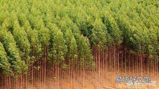 不开花的树木用什么肥料好？