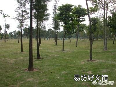 不开花的树木用什么肥料好？