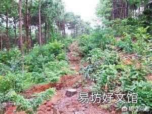 不开花的树木用什么肥料好？