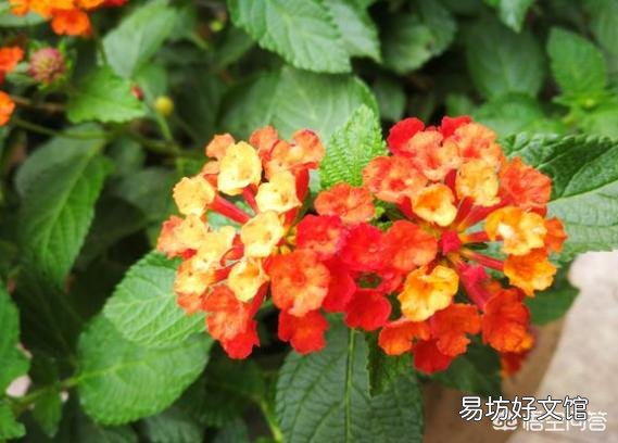 哪些花,一开就是半年,颜色还很艳丽?