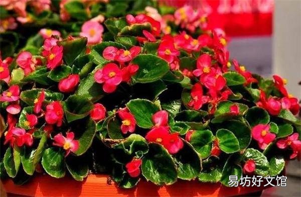 哪些花,一开就是半年,颜色还很艳丽?