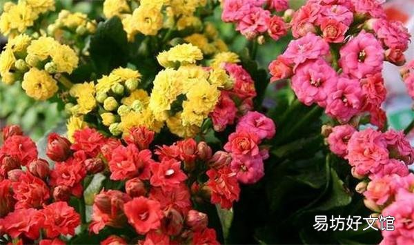 哪些花,一开就是半年,颜色还很艳丽?