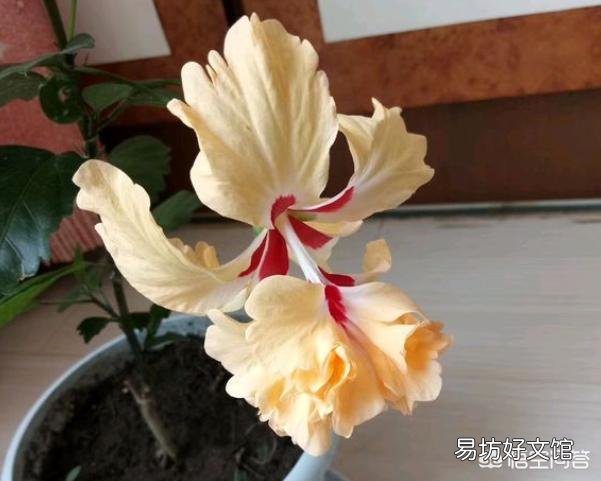 哪些花,一开就是半年,颜色还很艳丽?