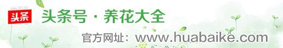 哪些花,一开就是半年,颜色还很艳丽?