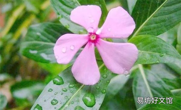 哪些花,一开就是半年,颜色还很艳丽?
