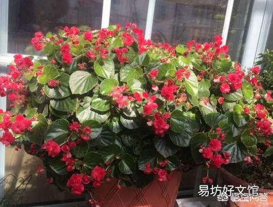 哪些花,一开就是半年,颜色还很艳丽?