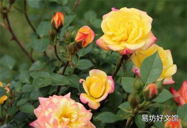 哪些花,一开就是半年,颜色还很艳丽?