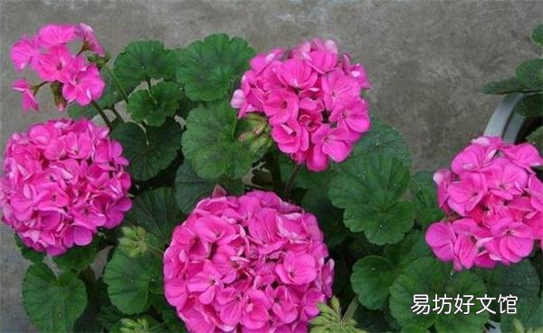 哪些花,一开就是半年,颜色还很艳丽?