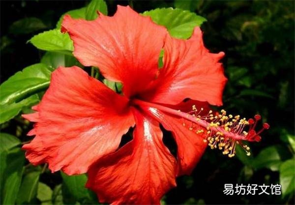 哪些花,一开就是半年,颜色还很艳丽?
