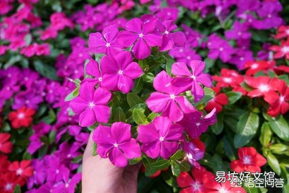 哪些花,一开就是半年,颜色还很艳丽?