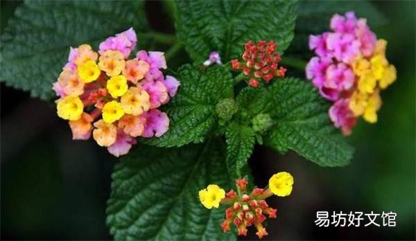 哪些花,一开就是半年,颜色还很艳丽?