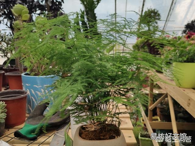 想要在家扦插一盆文竹,该怎么做?