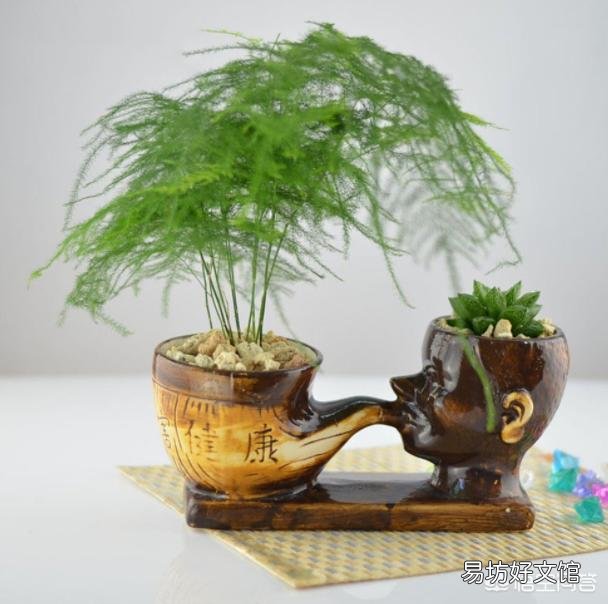 想要在家扦插一盆文竹,该怎么做?