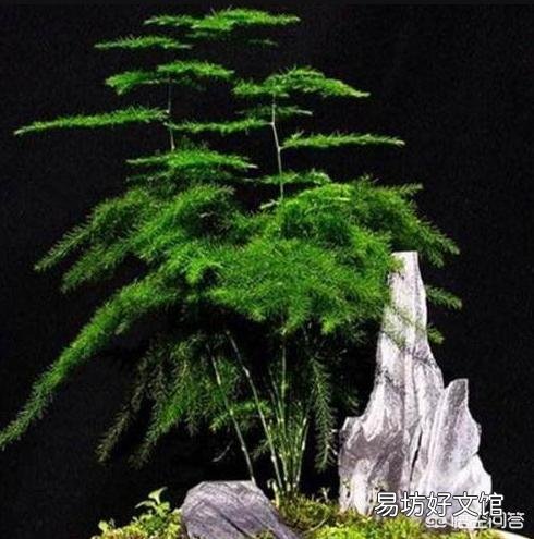 想要在家扦插一盆文竹,该怎么做?
