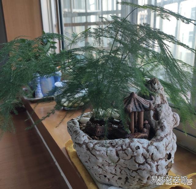 想要在家扦插一盆文竹,该怎么做?