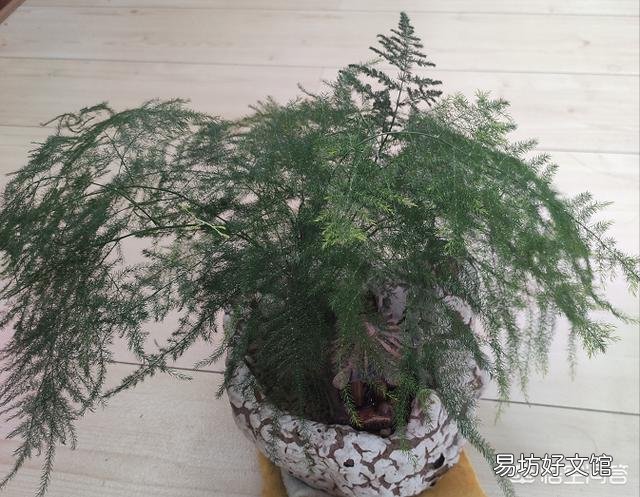 想要在家扦插一盆文竹,该怎么做?