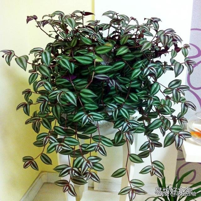 吊竹梅喜阴吗?