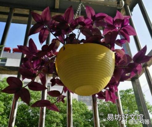 吊竹梅喜阴吗?