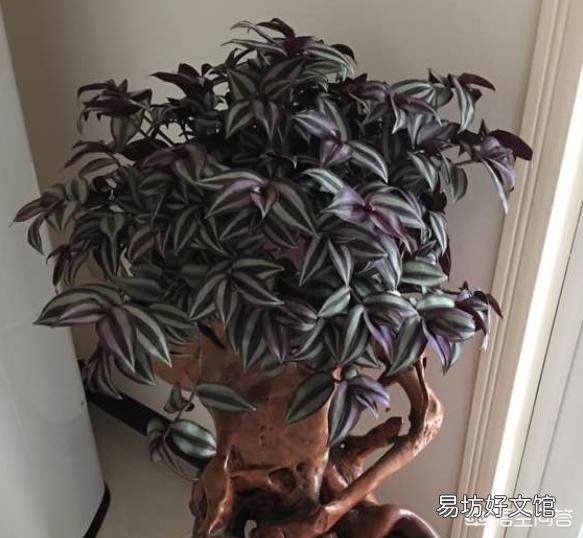 吊竹梅喜阴吗?