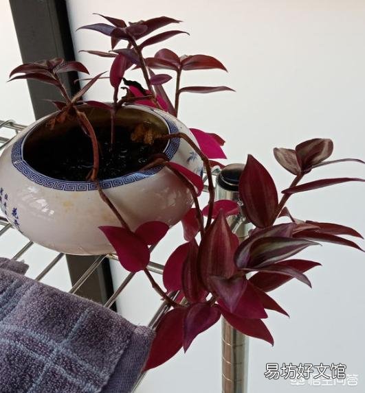 吊竹梅喜阴吗?