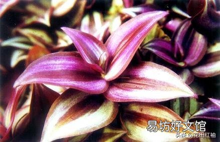 吊竹梅喜阴吗?
