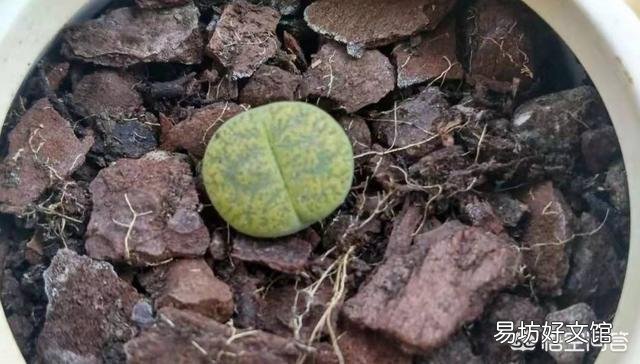 夏季怎么给多肉植物浇水?夏季可以施肥吗?