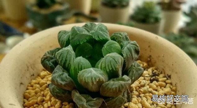 夏季怎么给多肉植物浇水?夏季可以施肥吗?