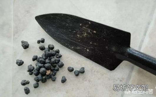夏季怎么给多肉植物浇水?夏季可以施肥吗?