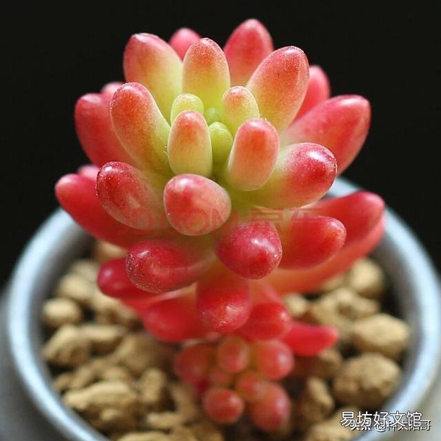 夏季怎么给多肉植物浇水?夏季可以施肥吗?