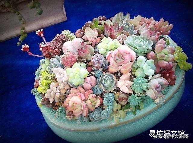 夏季怎么给多肉植物浇水?夏季可以施肥吗?
