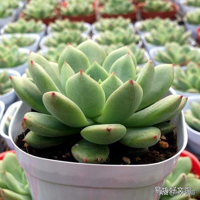 夏季怎么给多肉植物浇水?夏季可以施肥吗?