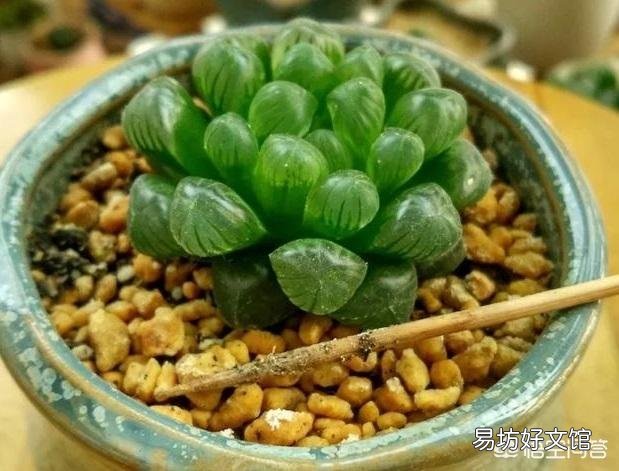 夏季怎么给多肉植物浇水?夏季可以施肥吗?