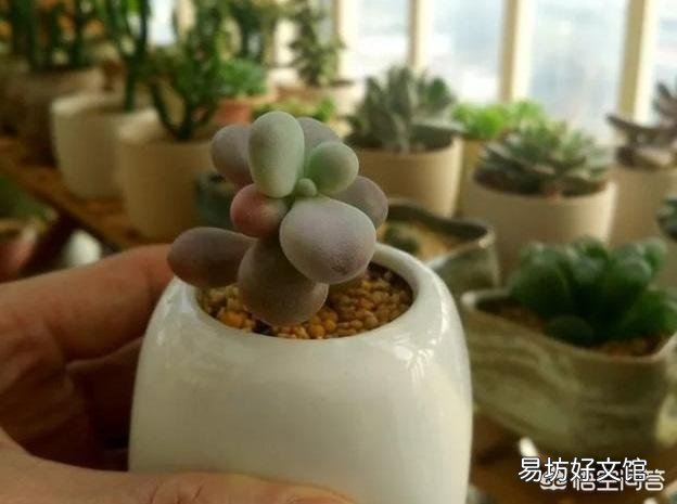 夏季怎么给多肉植物浇水?夏季可以施肥吗?