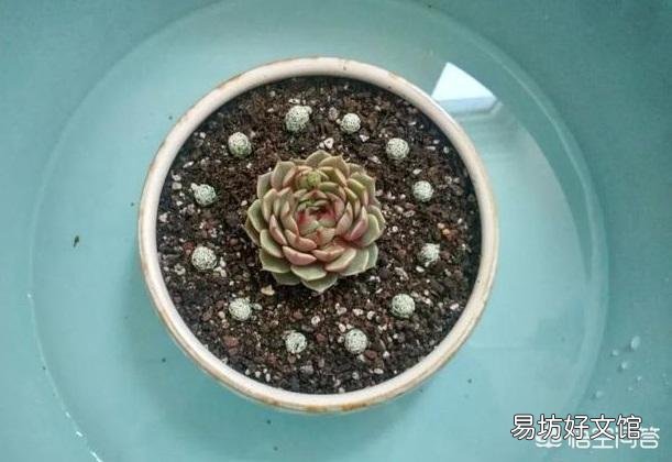 夏季怎么给多肉植物浇水?夏季可以施肥吗?