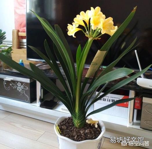 君子兰夏季浇水有哪些需要注意的地方?中午可以浇水吗?