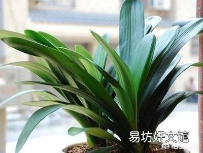君子兰夏季浇水有哪些需要注意的地方?中午可以浇水吗?