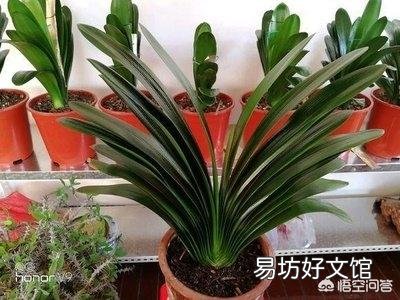 君子兰夏季浇水有哪些需要注意的地方?中午可以浇水吗?