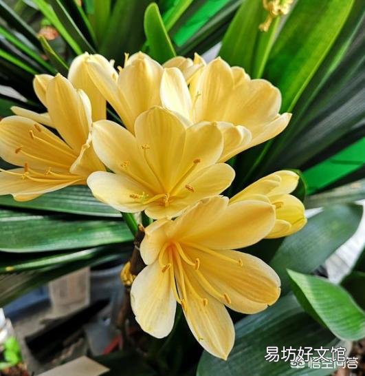 君子兰夏季浇水有哪些需要注意的地方?中午可以浇水吗?