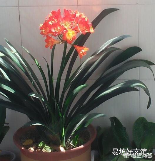 君子兰夏季浇水有哪些需要注意的地方?中午可以浇水吗?