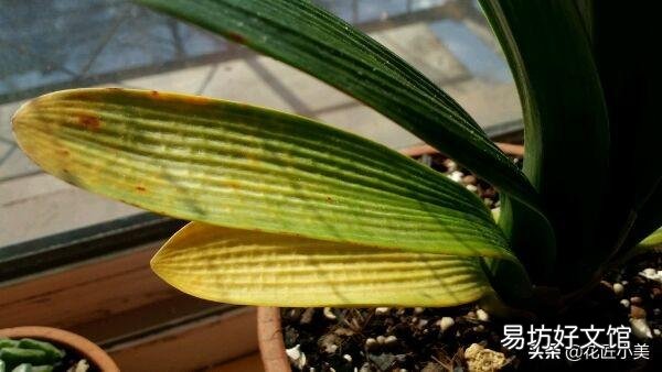 君子兰夏季浇水有哪些需要注意的地方?中午可以浇水吗?