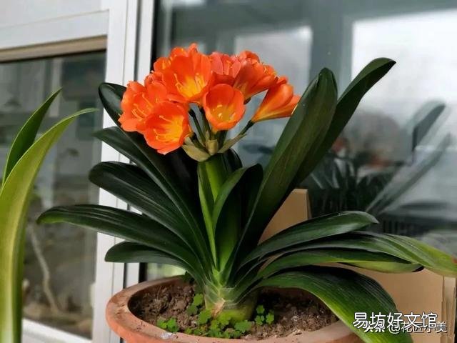 君子兰夏季浇水有哪些需要注意的地方?中午可以浇水吗?