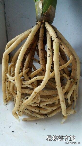 君子兰夏季浇水有哪些需要注意的地方?中午可以浇水吗?