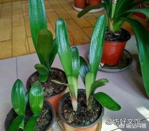 君子兰夏季浇水有哪些需要注意的地方?中午可以浇水吗?