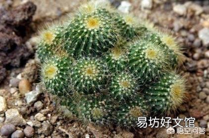 仙人球烂根后咋能长出新根？