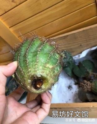 仙人球烂根后咋能长出新根？